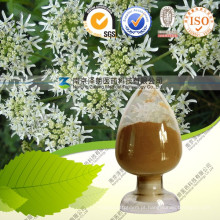 Natural Dahurian Angelica Root Extract 10: 1